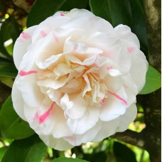 Camellia Strawberry Blonde x 1 Plant Cottage Garden Pink White Fragrant Double Flowers Flowering Shrubs Shade Screening Pot japonica